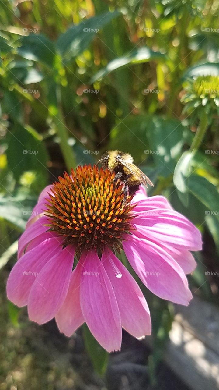 Busy Bumblebee