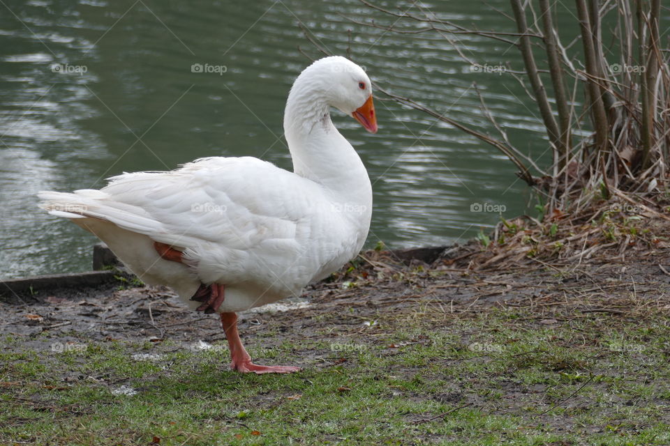 A duck near a lake in a park in Antwerp, Belgium.