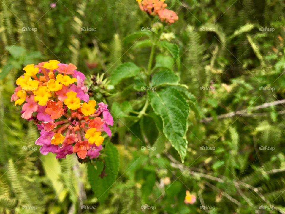 Lantana camara
Shrub / Vine
Hawaii Native Status: Introduced. This naturalized ornamental garden plant is native to Central and South America