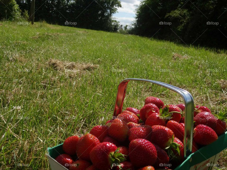 atrawberries. basket of atrawberries