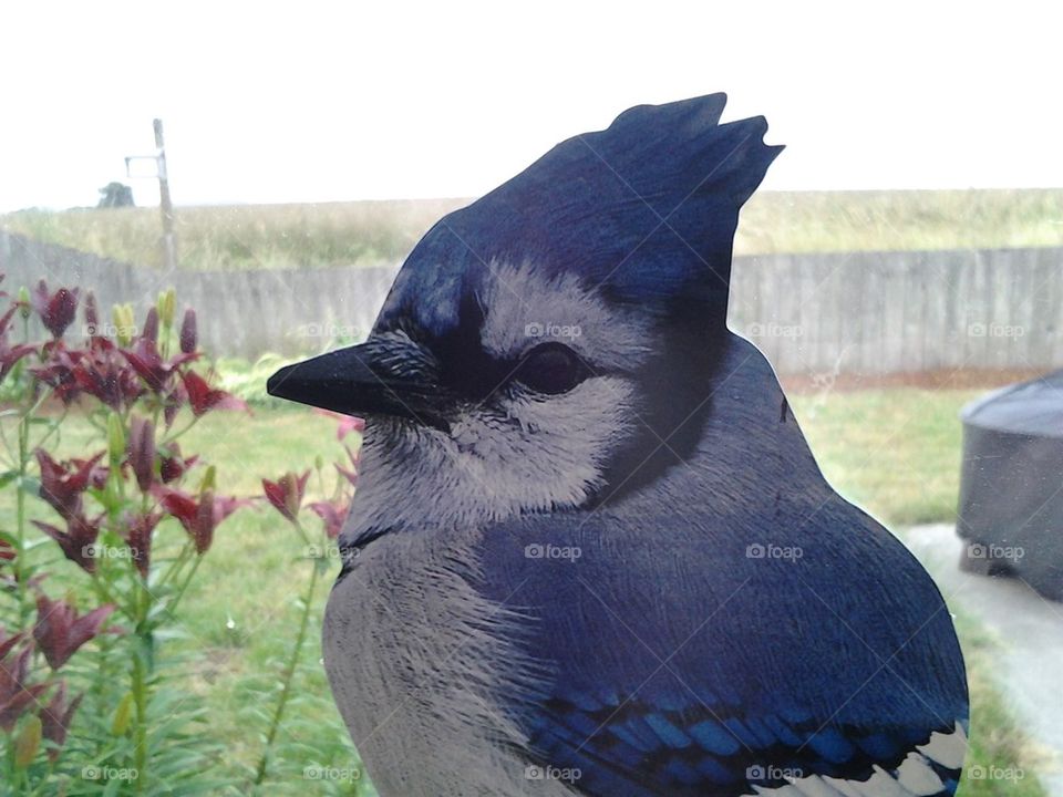 bluejay