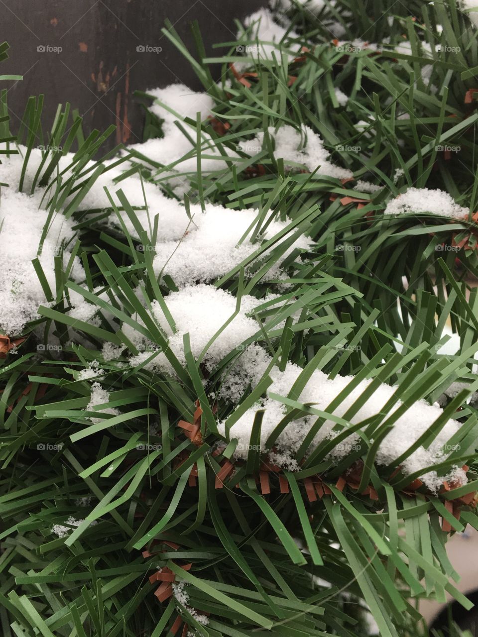 Fresh snow fallen on the green conifer like shrubs 