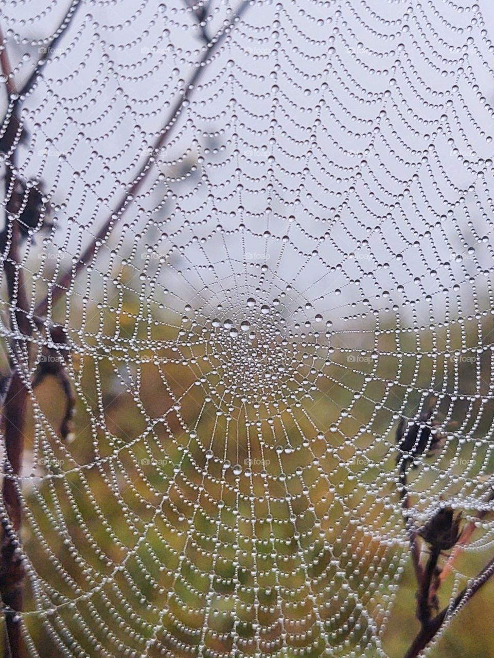 spider web covered with raindrops
