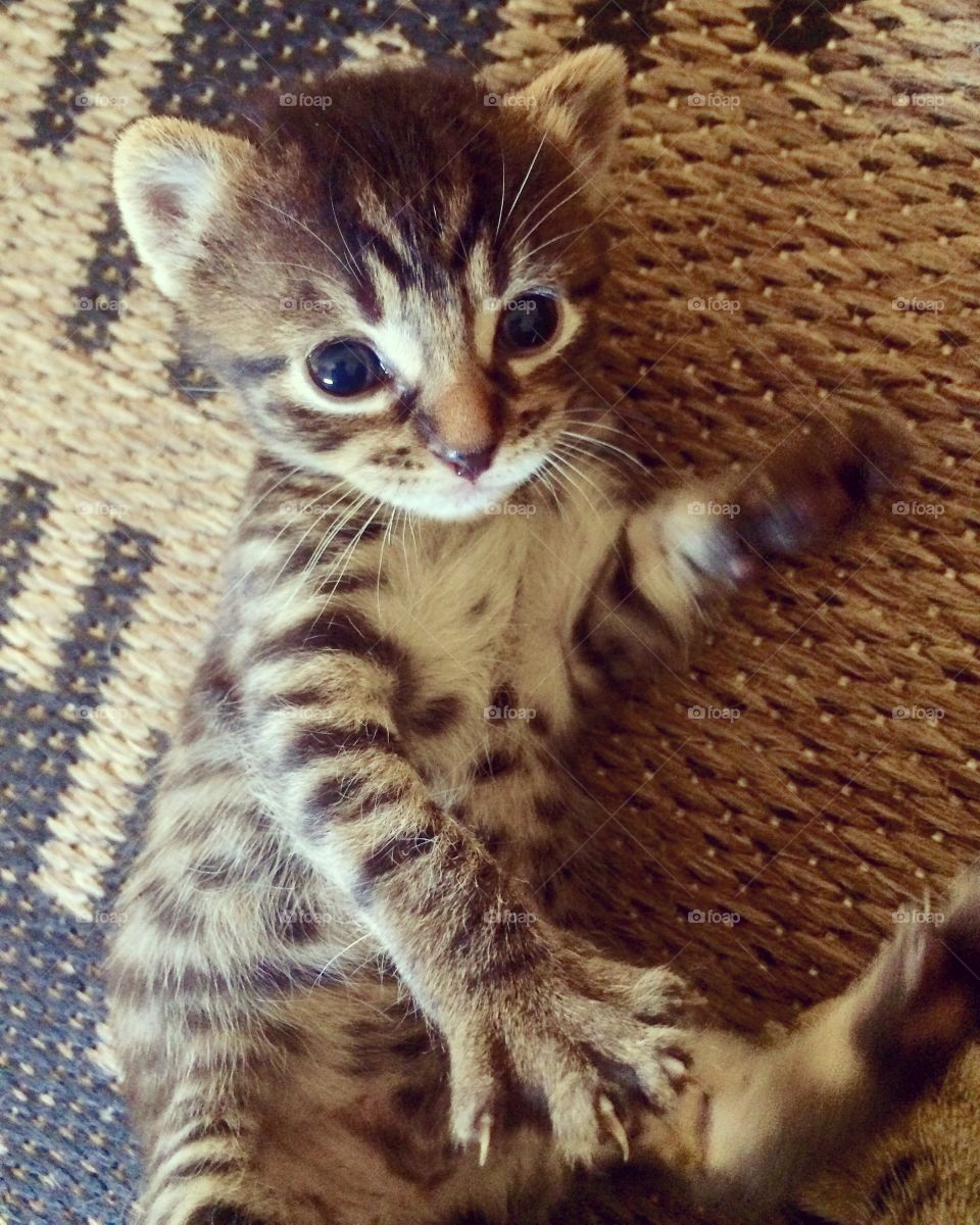 Baby tiger kitten