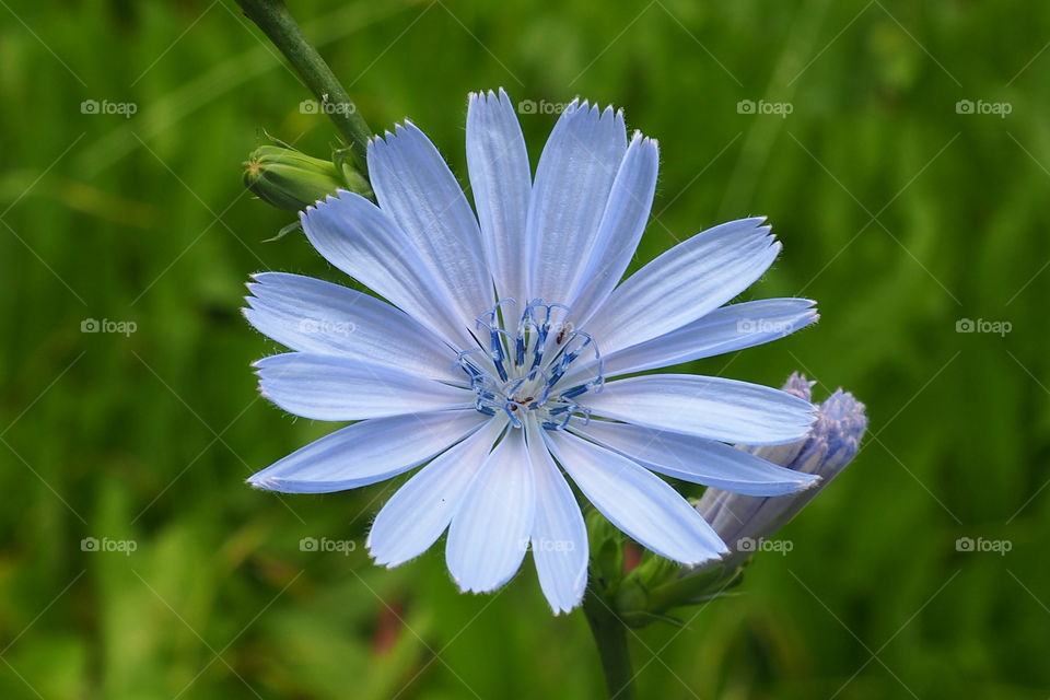 blue flower