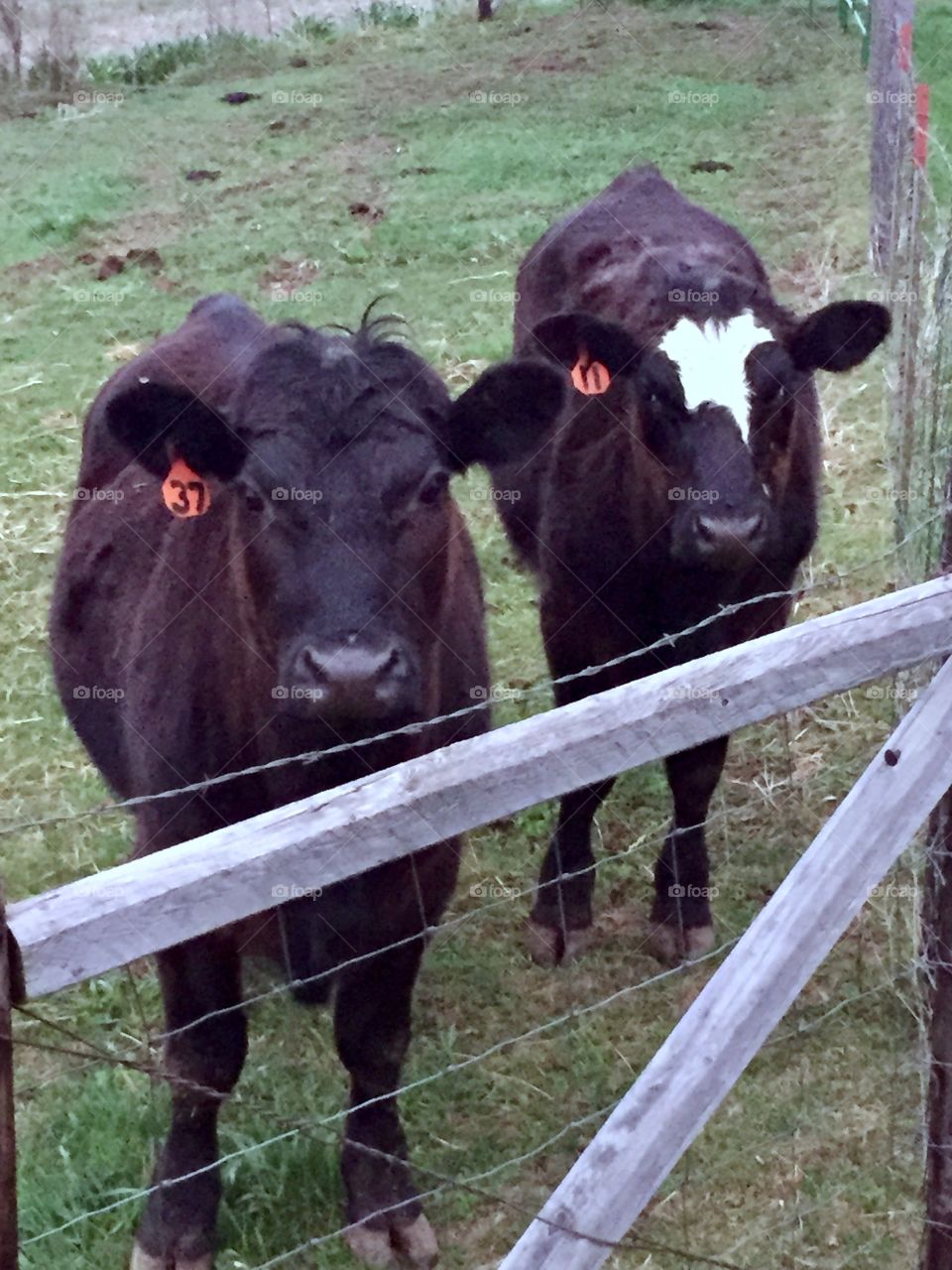 Two steers standing on early spring grass  in an enclosed cattle pen, looking at the camera