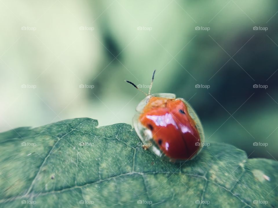 Ladybug with transparent shell | Photo with iPhone 7 + Macro lens.