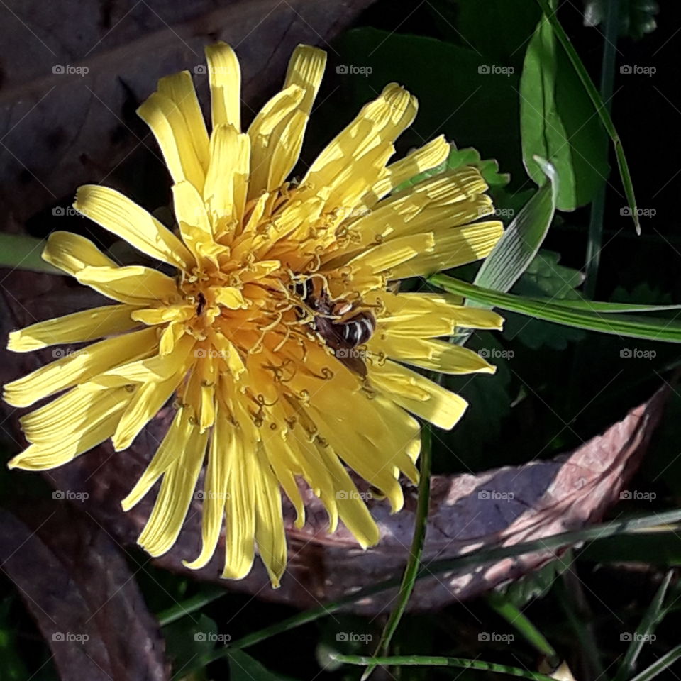 sunlit yellow dandelion flower and a hidden wasp