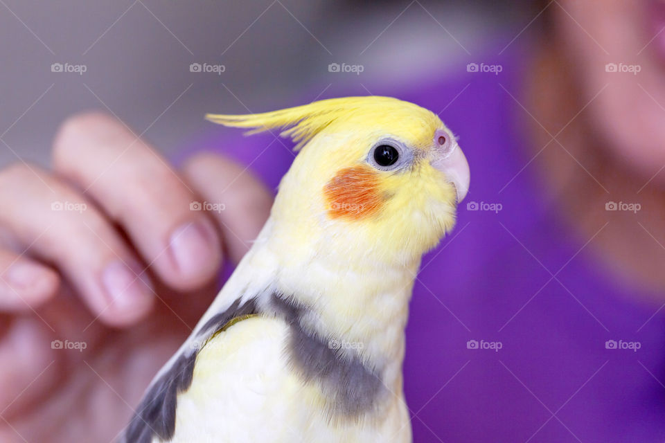 Cute parrot