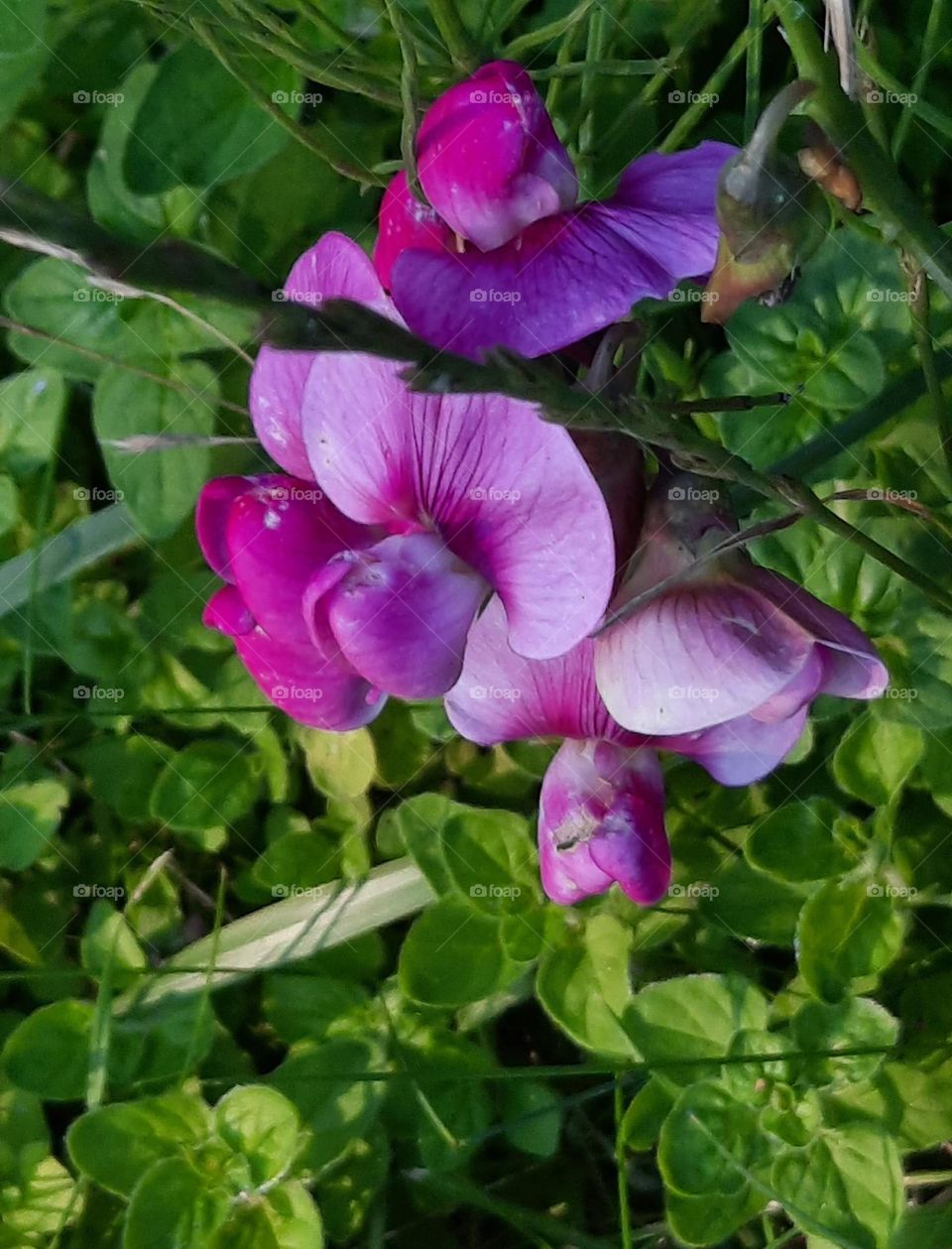 magenta sweet pea in summer