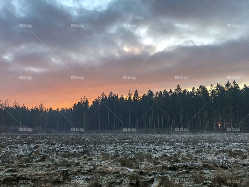 Clouds are slowly passing the trees, as the cold ground gets warmer in the beautiful morningsun