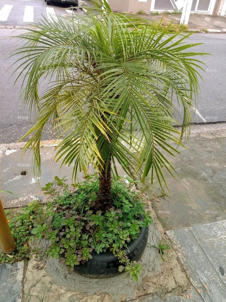 palm tree