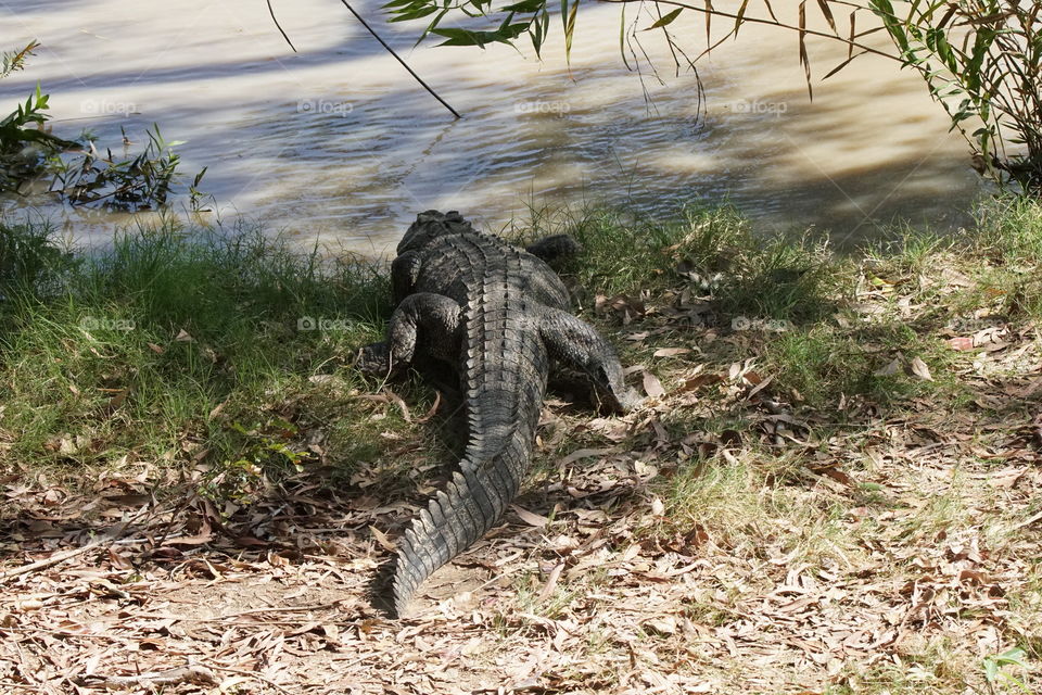 Salt water crocodile entering thecriver