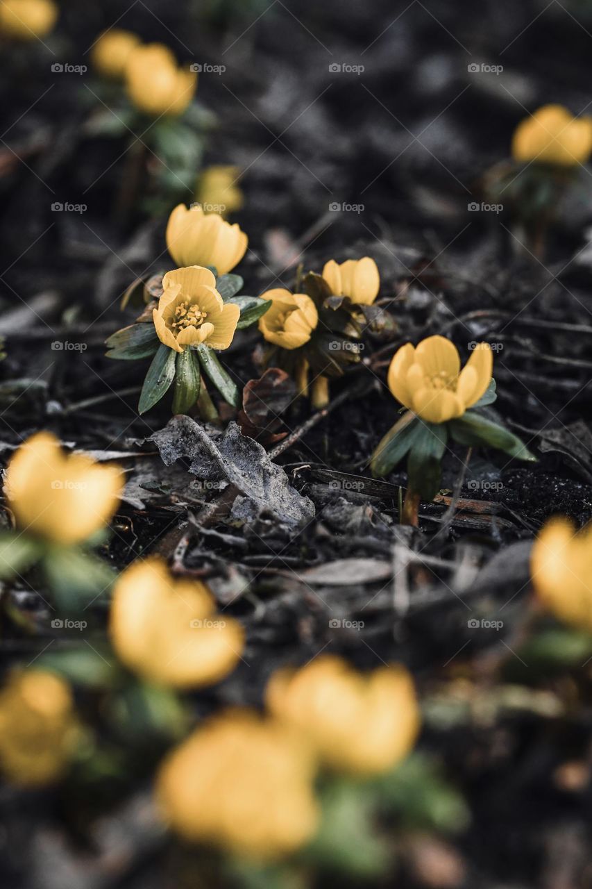 Close up or macro of spring flowers 