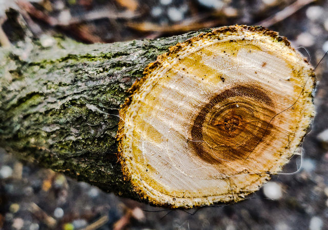 wood
