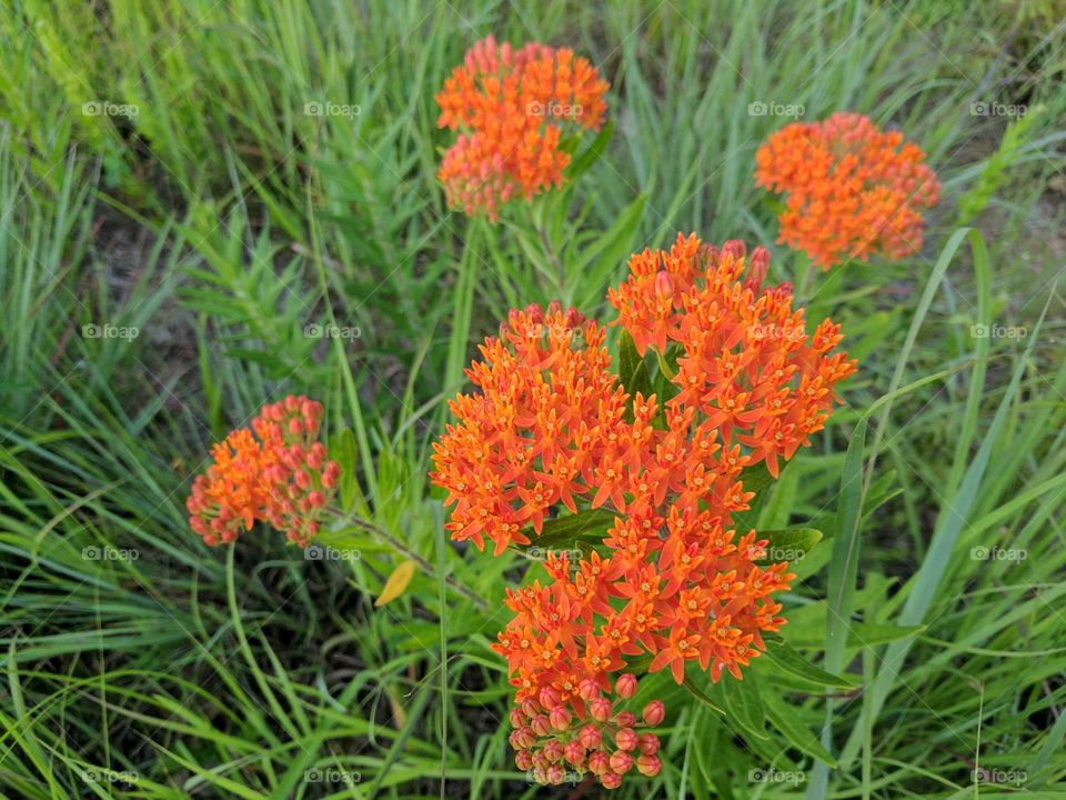 butterfly bush