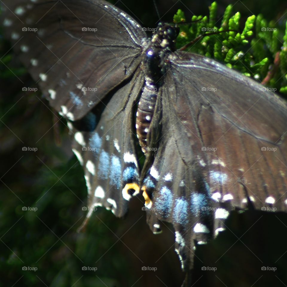 swallowtail