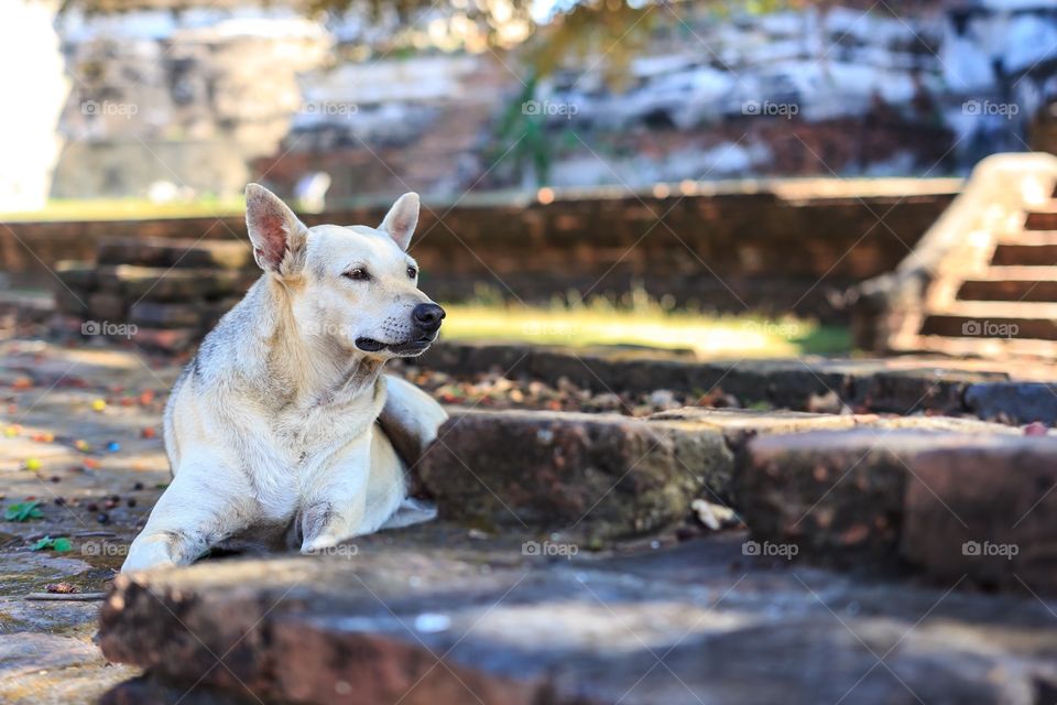 The guardian of ruin.. The white handsome dog in the ancient ruin.