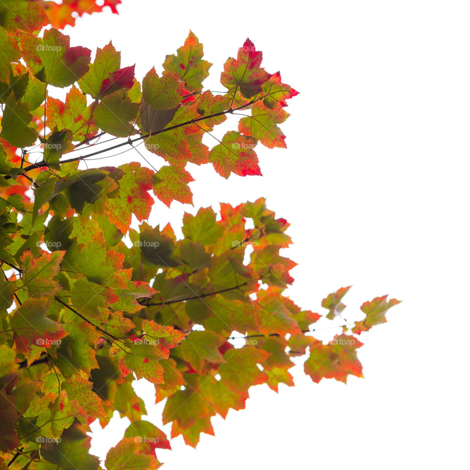 Fall leaves. The start of fall when the leaves start to change