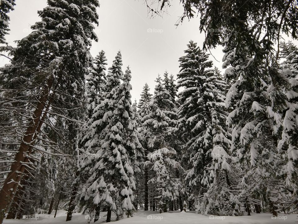 Trees covered by snow in winter. Slovakia