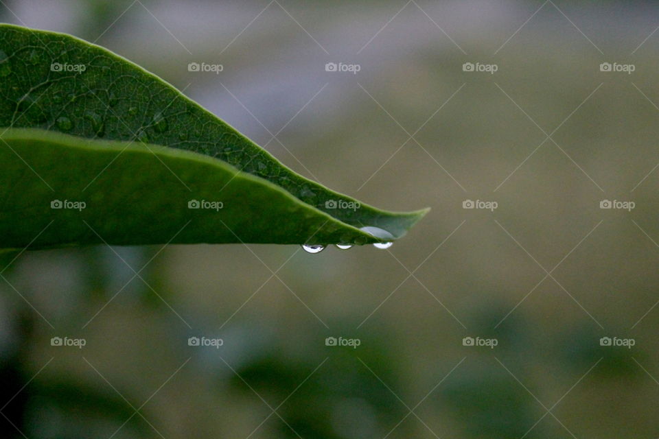 Tree leaf with water drops