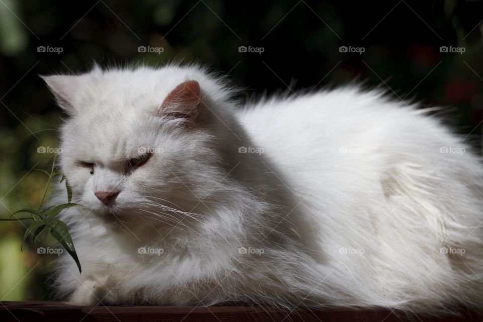 Resting Cat in the sun