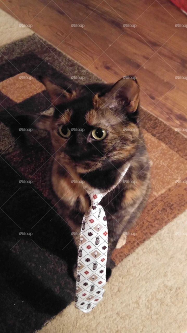 Sharp Dressed Kitty