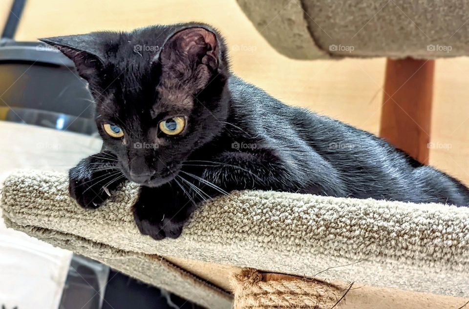 Every day is Caturday