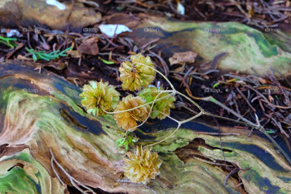 Pattern in nature. Dried flowers on old dried log of wood.