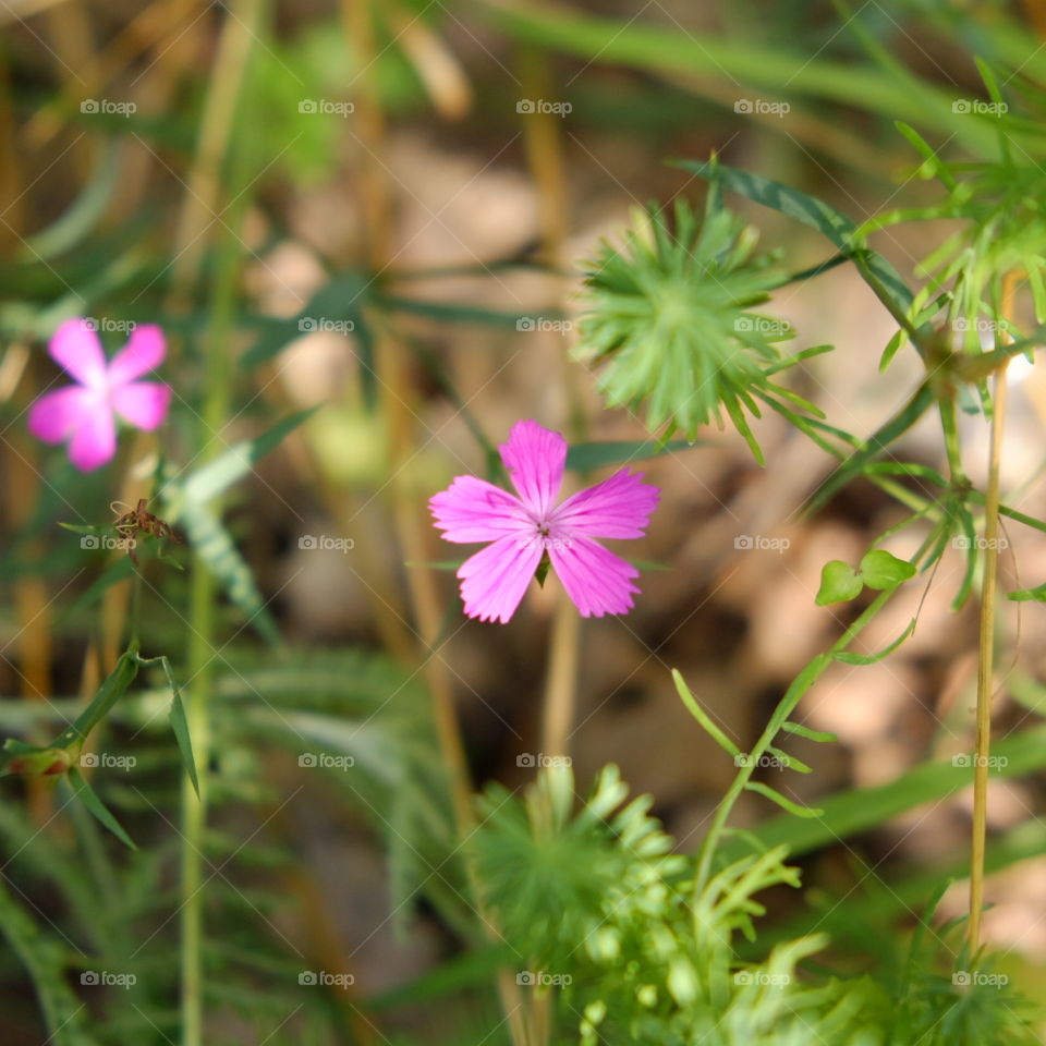 pink flower