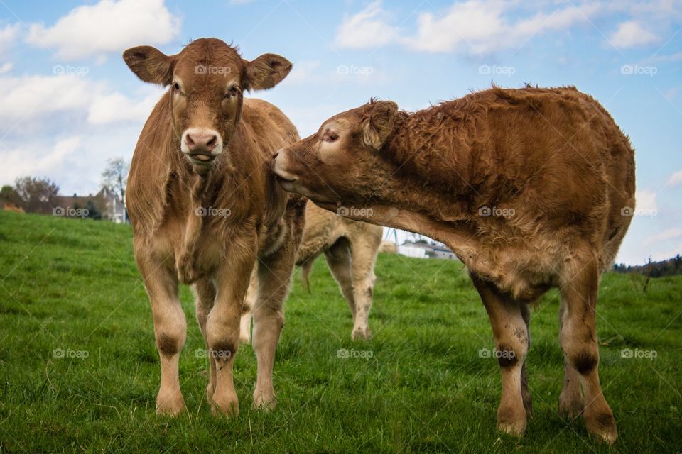 Cattle friendship