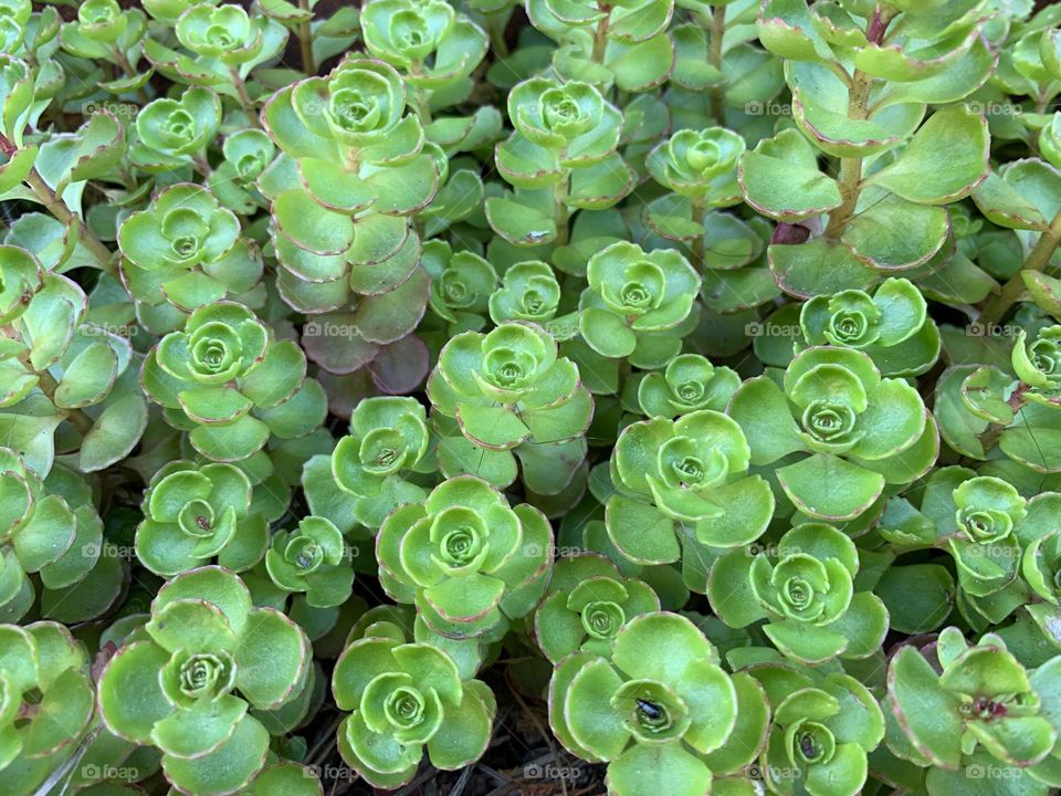 Succulents in full framed