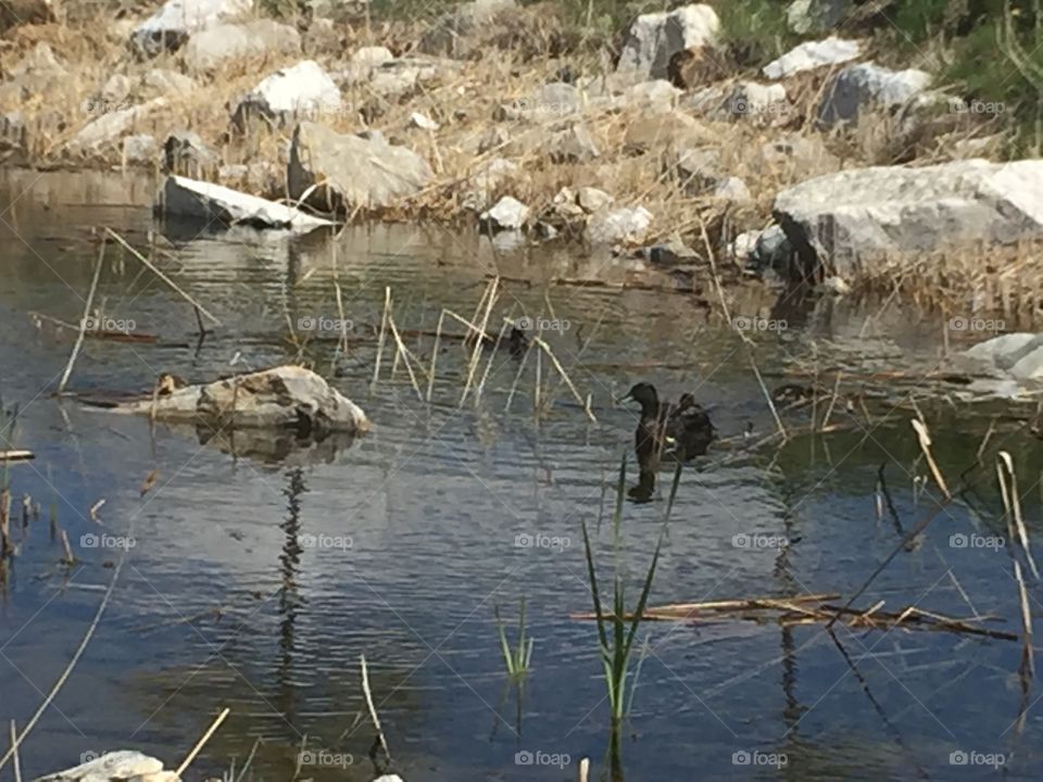 Baby And Mommy Ducks. Copyright © CM Photography May 2019. 