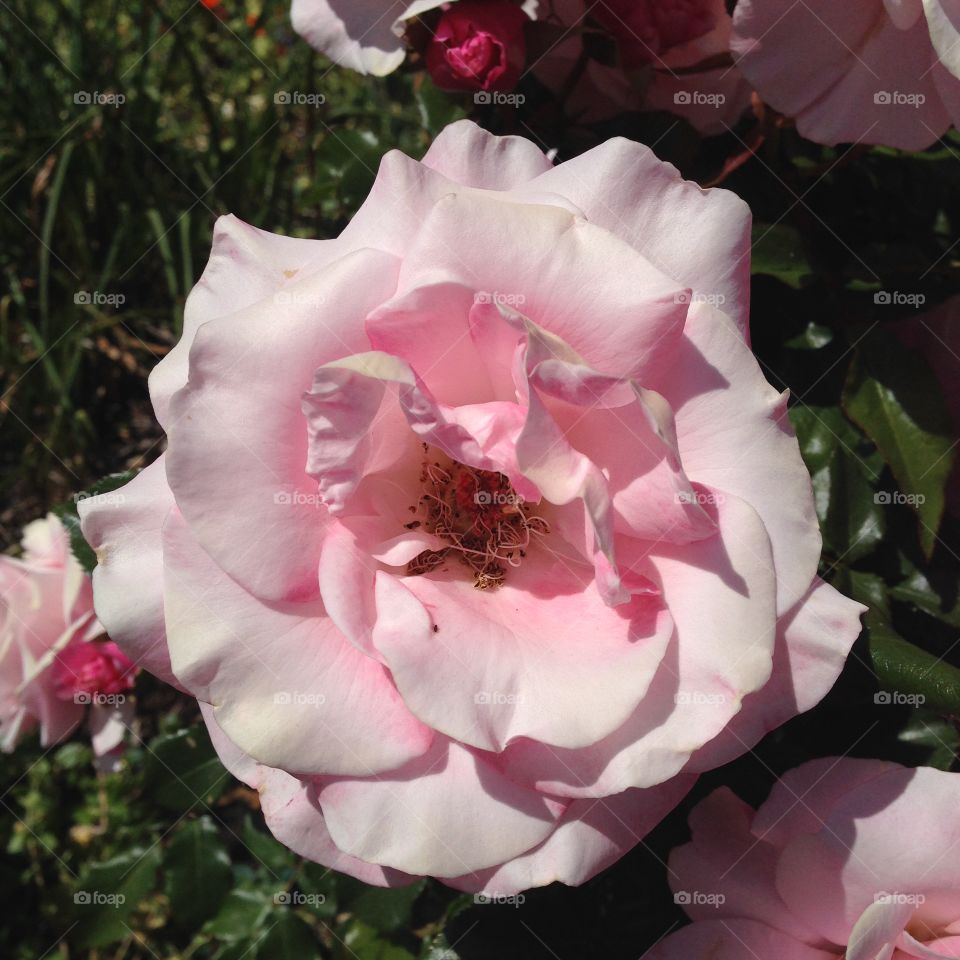 Lady of the Garden. Rose, cultivar "Our Lady of Guadelupe," shot with permission of the homeowners.