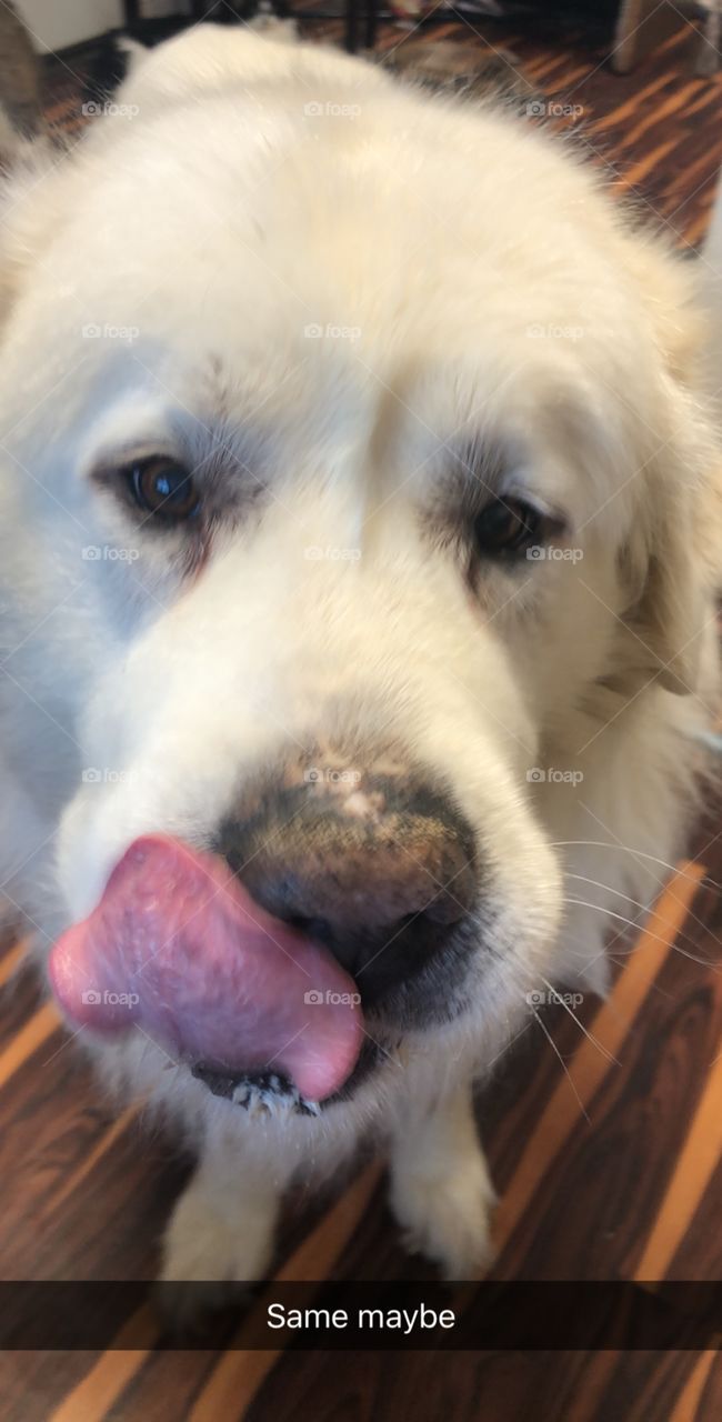 Lip licking Great Pyrenees fluffy white dog smile