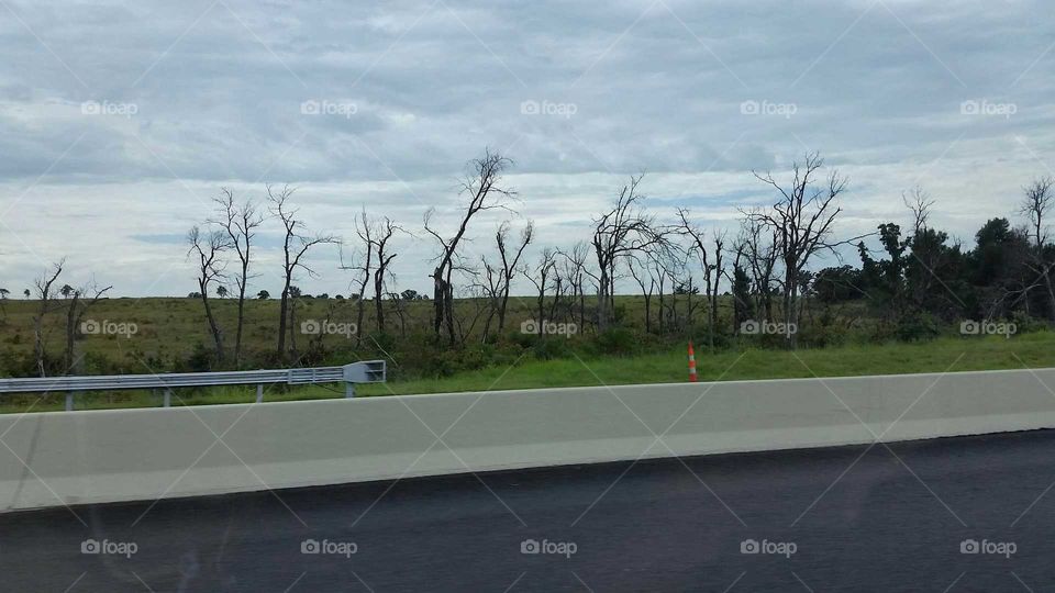 Landscape, Tree, Road, Lake, Daylight