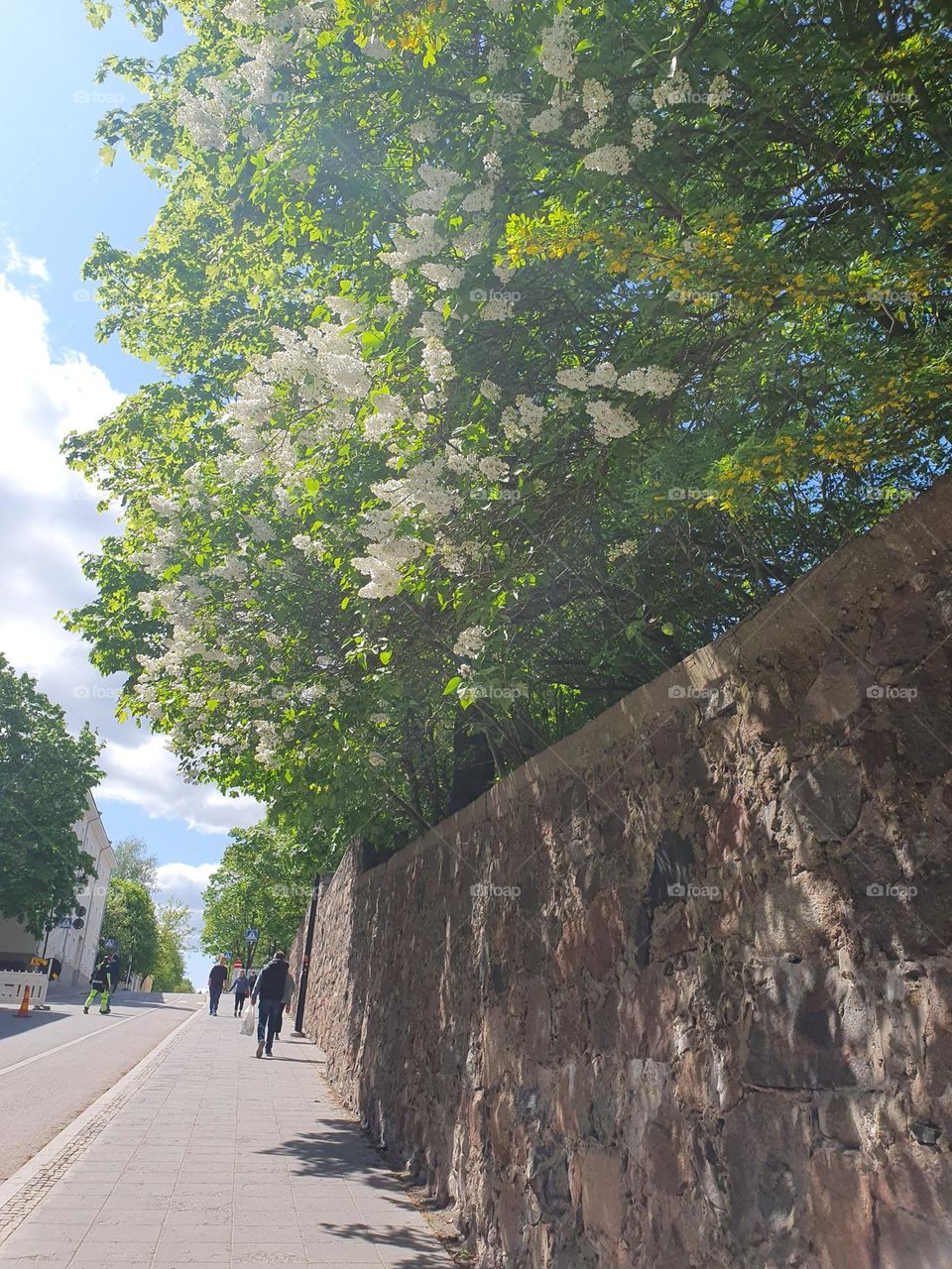 White lilac makes the scene look so beautiful.