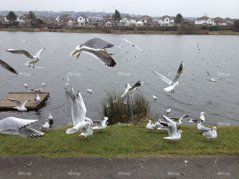 Hungry birds