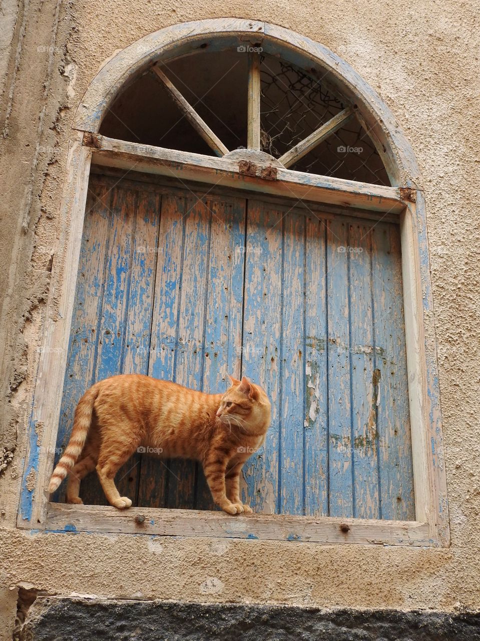 A orange cat on window