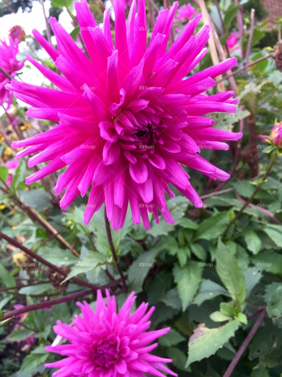 Pink flower