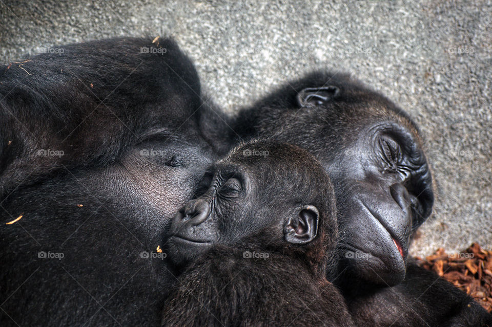 Baby chimpanzee sleeping at his mother's chest