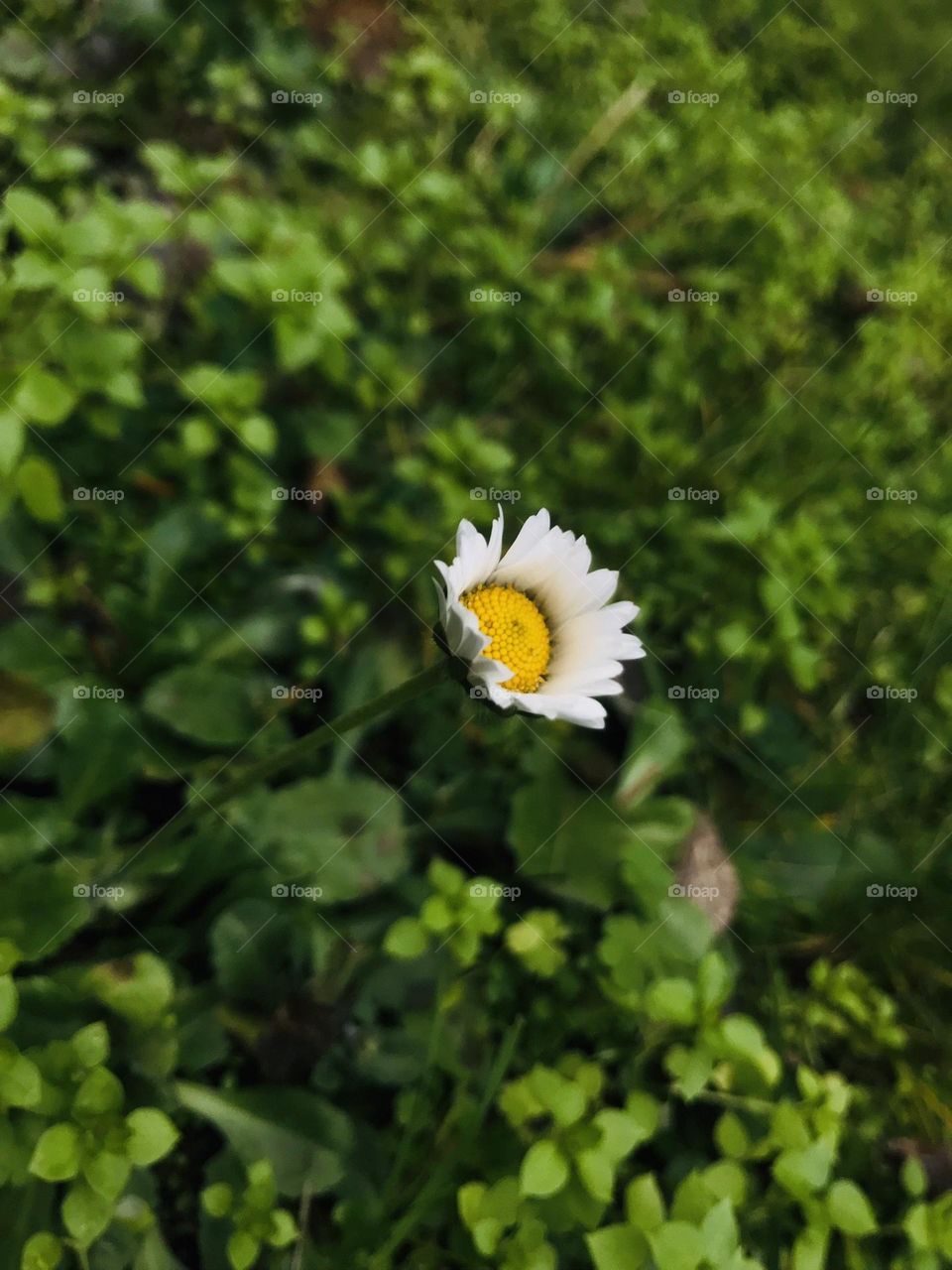 Lonely but beautiful