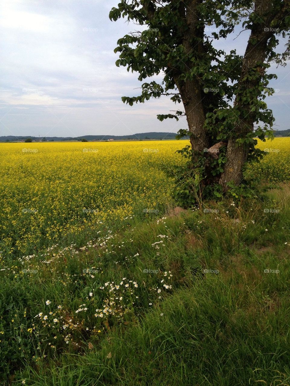 High angle view of rapeseed field