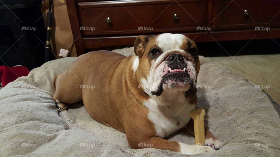 my peanut butter bone