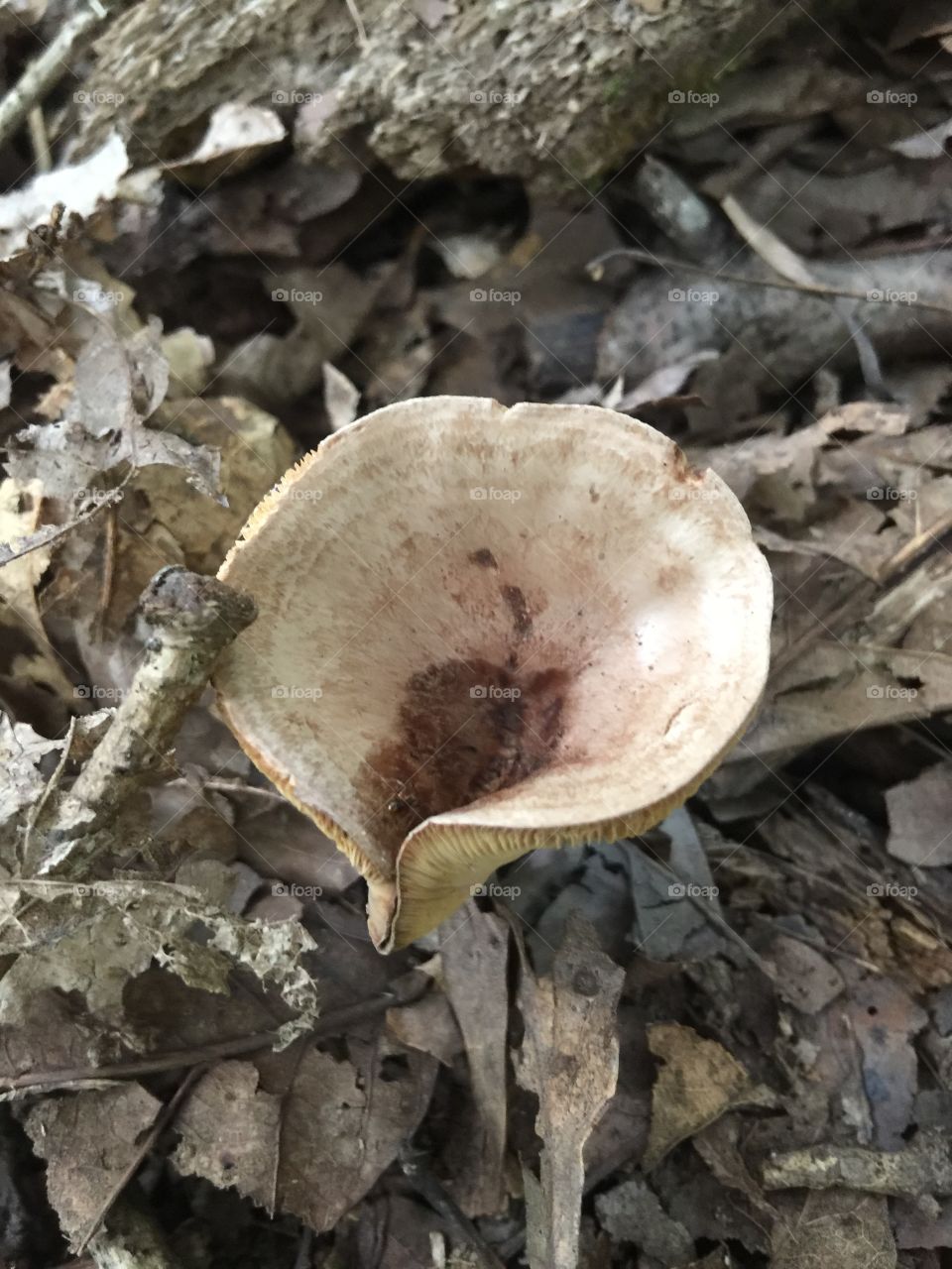 Mushroom funnel