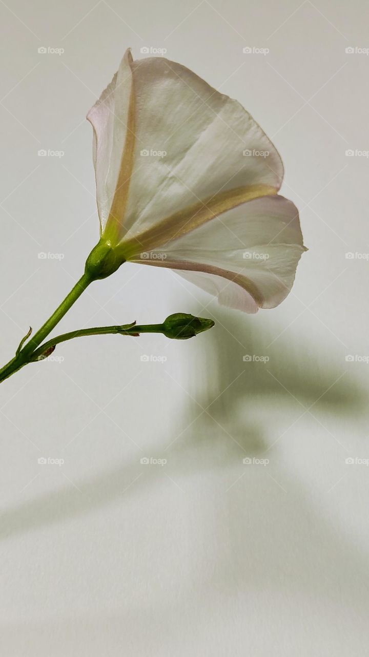 a flower and the shadow