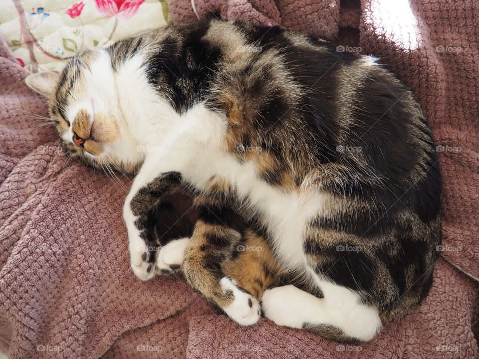 Adorable cat sleeping on fluffy robe on bed.