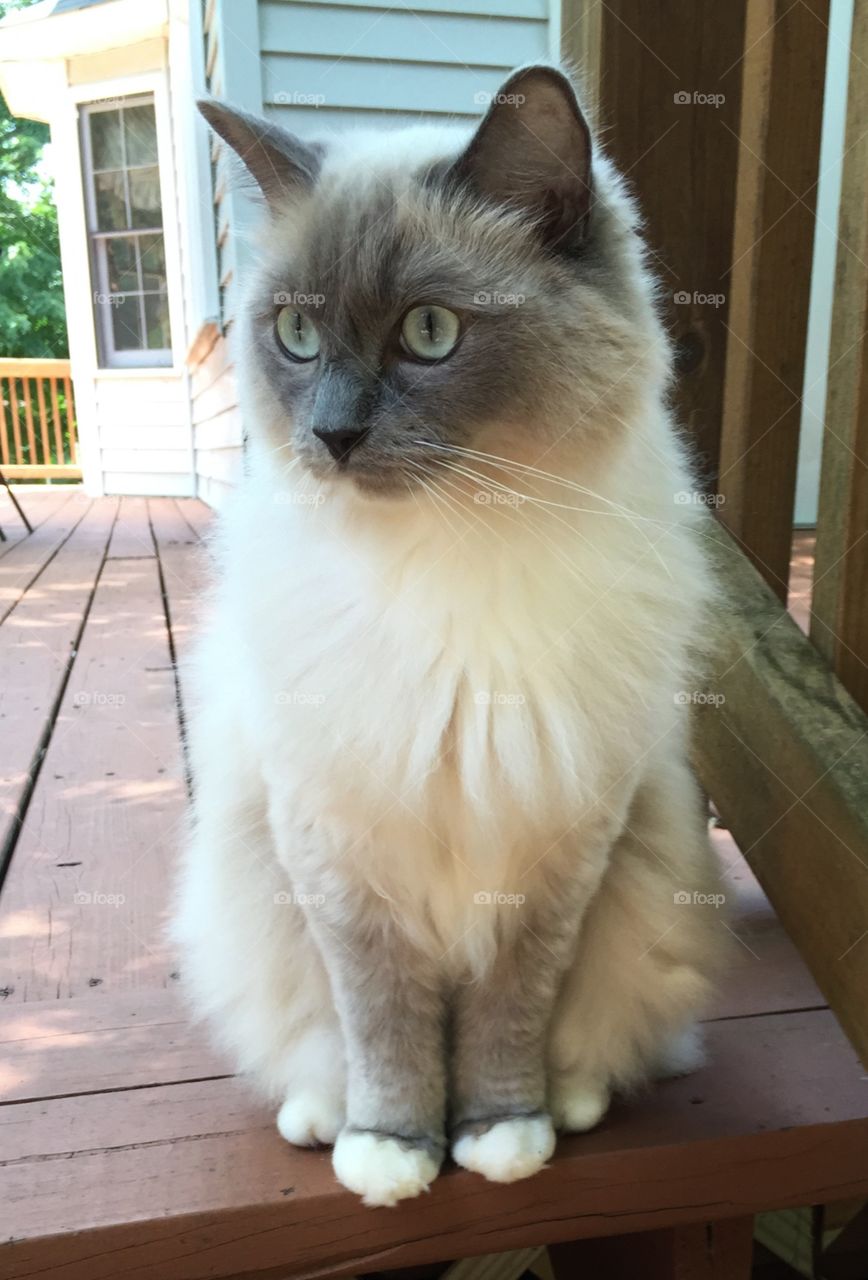 Ragdoll cat