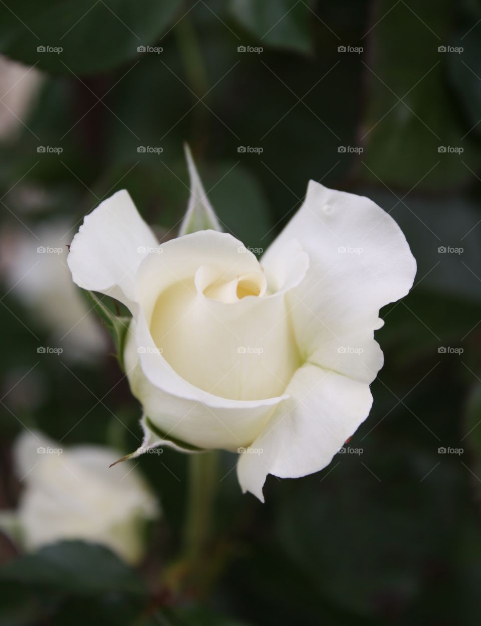 White Rose