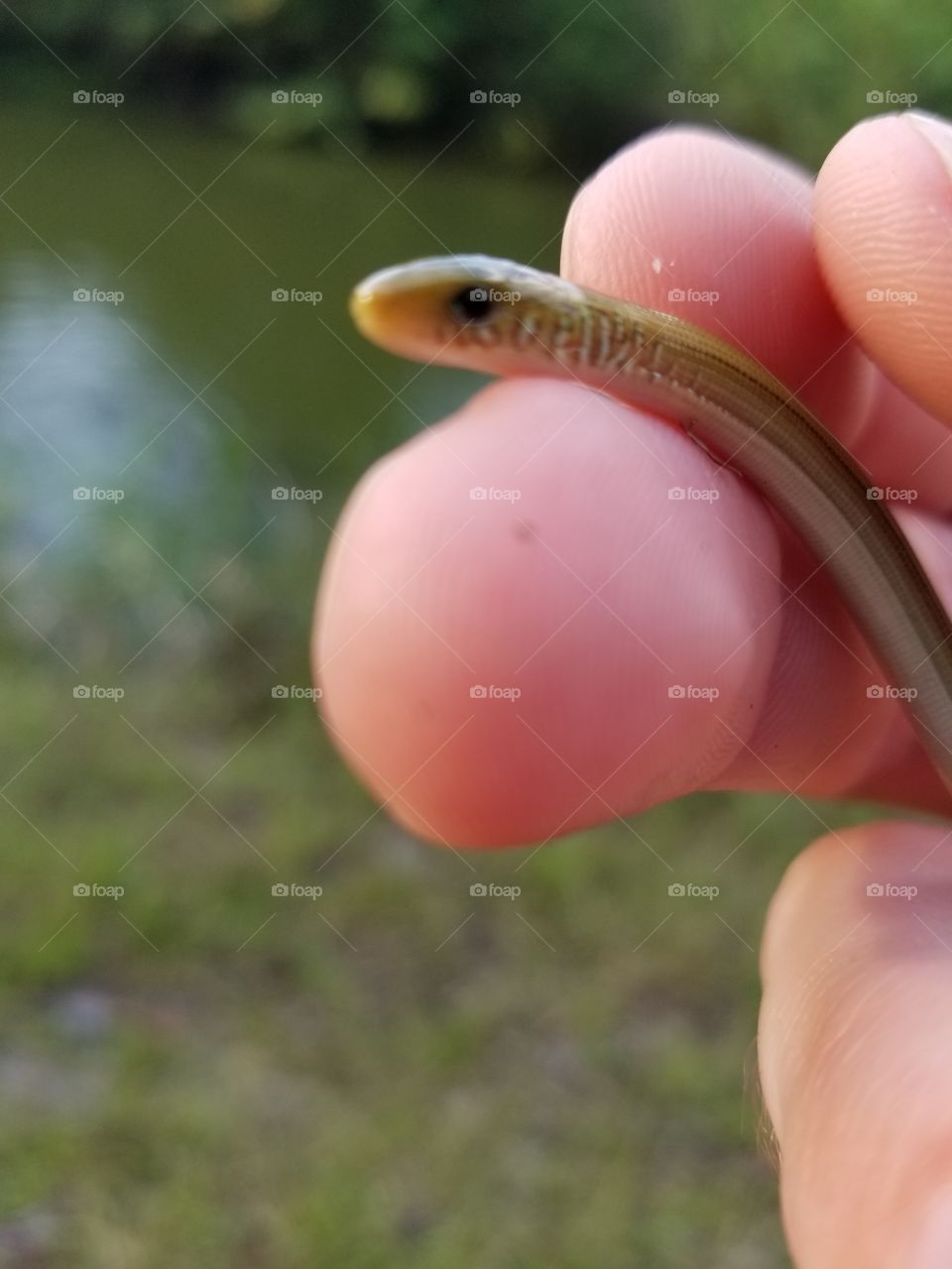 cute snake